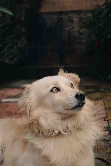 Cómo controlar la muda de tu perro (sin llenar la casa de pelo)