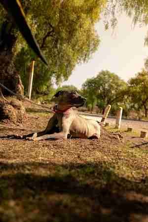 Golpe de calor en perros: síntomas y qué hacer